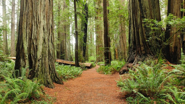 redwood pic